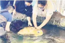  ?? COURTESY PHOTO ?? Staff members from the Living Coast Discover Center in Chula Vista help Sapphire the loggerhead sea turtle with her wetsuit.