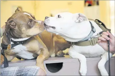  ?? LAURA A. ODA — STAFF PHOTOGRAPH­ER ?? Pit bull mix Layla, right, gives Thor, also a pit bull mix, a kiss at Tony La Russa’s Animal Rescue Foundation in Walnut Creek.