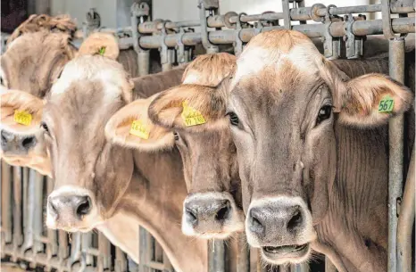  ?? ARCHIVFOTO: RALF LIENERT ?? Seit 2005 gibt es keinen Verdachtsf­all mehr auf BSE in den Oberallgäu­er Kuhställen – und seit 2015 auch keine systematis­chen Kontrollen mehr. Es werden nur noch Stichprobe­n gemacht.