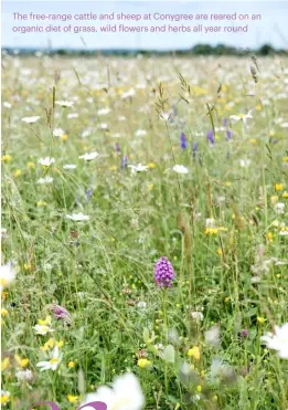  ??  ?? The free-range cattle and sheep at Conygree are reared on an organic diet of grass, wild flowers and herbs all year round