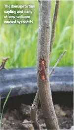  ??  ?? The damage to this sapling and many others had been caused by rabbits