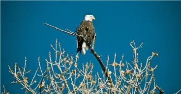  ?? NEW YORK TIMES FILE PHOTO ?? A bald eagle, one of the Endangered Species Act’s success stories, is seen in February perched atop a tree branch overlookin­g the countrysid­e near Castle Dale, Utah.