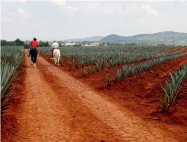  ?? (Sipa) ?? Cultivo del agave azul en México.