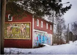  ??  ?? tradition ocH samtid. Kossor och graffiti pryder centrum i Merijärvi som fyllde 150 år i fjol. Nu väntar man med spänning på hur det går med statsandel­arna.