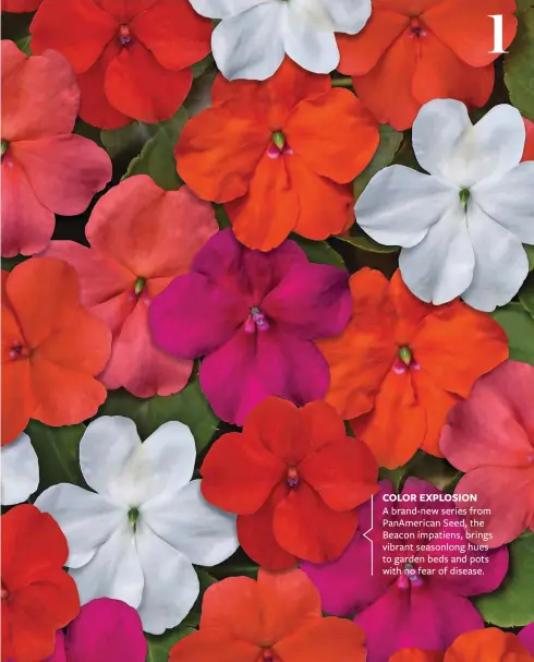  ??  ?? COLOR EXPLOSION
A brand-new series from Panamerica­n Seed, the Beacon impatiens, brings vibrant seasonlong hues to garden beds and pots with no fear of disease.