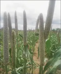  ?? ?? Drought-resistant varieties of sorghum and pearl millet which farmers in Matabelela­nd region are producing with technical assistance from Sisonke Working Together Trust