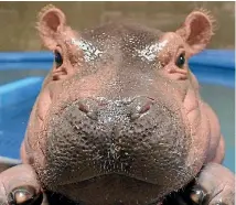  ??  ?? Fiona the hippo, born at Cincinnati Zoo, has become a superstar of social media.