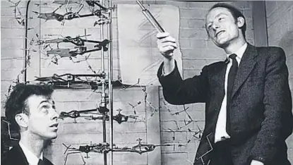  ??  ?? Hito. Hace 65 años y un día, Watson y Crick publicaban el artículo que daba cuenta de la doble hélice del ADN.