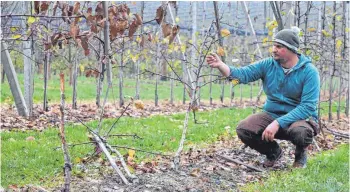  ?? FOTO: LINDA EGGER ?? Tobias Appenmaier wundert sich über die Dreistigke­it der Unbekannte­n, die mit dem Auto in seine Obstanlage gefahren sind. Er hat aber eine Vermutung, warum sie das getan haben könnten.