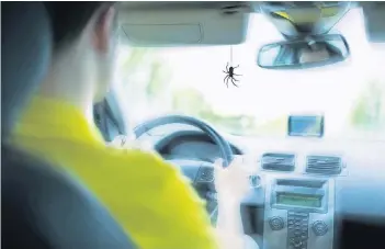  ??  ?? Wer während der Fahrt in seinem Auto eine Spinne entdeckt, sollte „cool bleiben, zur Seite fahren und Herr der Lage werden“, rät Fahrlehrer Volker Freigang aus Wesel.