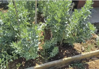  ?? ?? A good crop of broad beans, planted at the beginning of November last year