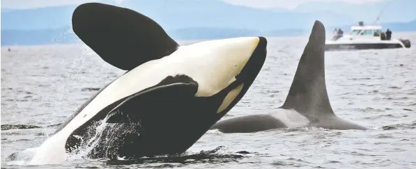  ?? — NORTHWEST FISHERIES SCIENCE CENTER ?? Southern resident killer whales are under threat from many environmen­tal factors and have just a couple of dominant breeding males in the population, says marine mammal researcher Andrew Trites of UBC.