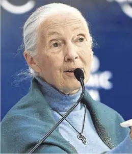  ?? AFP ?? Jane Goodall, en una imagen reciente.