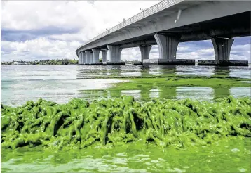  ?? RICHARD GRAULICH / THE PALM BEACH POST 2016 ?? Algae- fifilled water laps along the shore of Sewall’s Point on the St. Lucie River near Stuart in Martin County. The river is part of the Indian River Lagoon, which stretches 156 miles along the Florida’s Atlantic Coast. A huge building boom and farm runoffff have combined to seriously hamper the lagoon’s health.