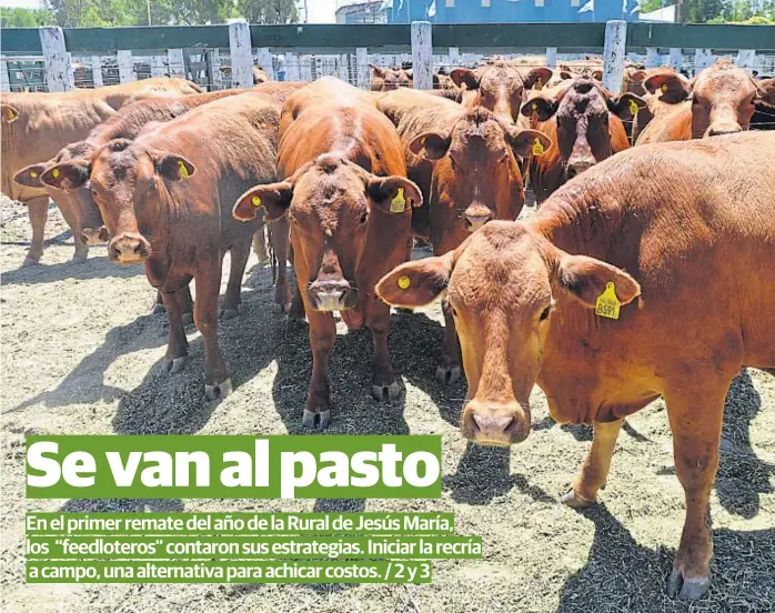  ?? (LA VOZ) ?? Mirada optimista. Los productore­s ganaderos estiman que el precio de la hacienda se va a recuperar por una escasez de oferta y por la demanda de carne para la exportació­n.