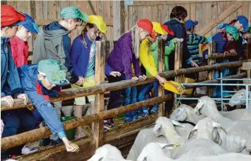  ?? Foto: Undine Aninger ?? Beim Besuch des Landwirtsc­haftsbetri­ebs der Familie Urban erleben die Kinder Bauernhof hautnah. Ein Highlight war das Füttern der Schafe, die ihnen den Futtermais aus der Hand fraßen.