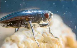  ?? PHOTO: REUTERS ?? An alkali fly creates a protective bubble in order to dive in Mono Lake, California.