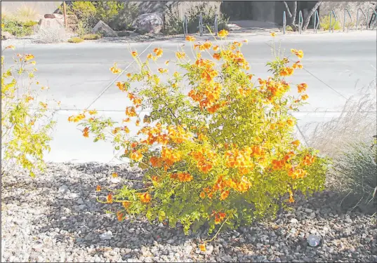  ?? Bob Morris ?? Yellow bells’ large yellow flowers, which bloom in spring and last until the first frost, attract bees, butterflie­s and hummingbir­ds.