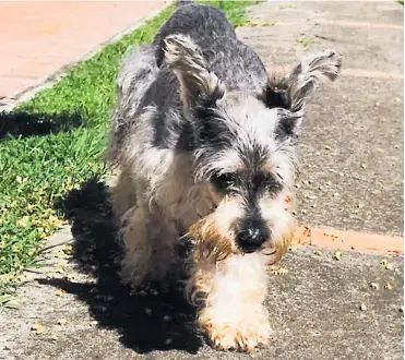  ?? FOTOS TOMADAS DE TWITTER ?? El fallo de tutela señala que se vulneraron los derechos “de un ser sintiente”, en este caso el perro Clifor.