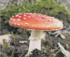  ?? PICTURE: PAUL MARTEN ?? Could fly agaric be the basis for manyofour Christmas legends?