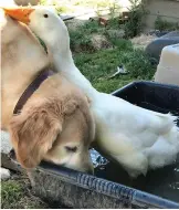  ??  ?? They may seem an odd pair at first, but these best friends share everything from treats to bath water.