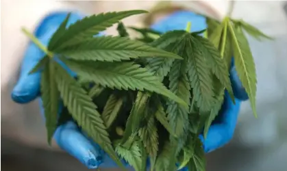  ?? Photograph: Jack Guez/AFP/Getty Images ?? ‘Despite the anecdotal reports of cannabis demonstrat­ing anti-inflammato­ry properties, researcher­s warn that cannabis consumptio­n could interfere with immunother­apy,’ writes oncologist Ranjana Srivastava.