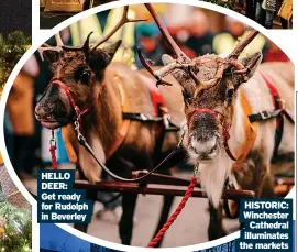  ?? ?? HELLO DEER: Get ready for Rudolph in Beverley
HISTORIC: Winchester
Cathedral illuminate­s the markets