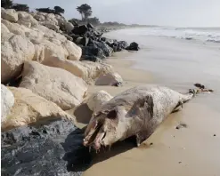  ??  ?? FRANCE: This file photo shows a dolphin stranded on the coast of CharenteMa­ritime near La Rochelle following the winter storms. — AFP