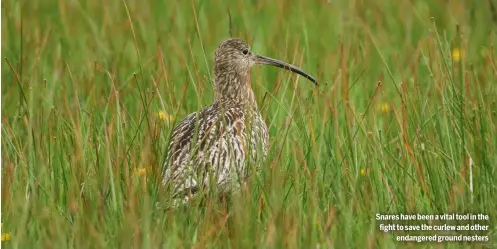  ?? ?? Snares have been a vital tool in the fight to save the curlew and other
endangered ground nesters