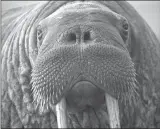  ?? Associated Press photo ?? This photo provided by the United States Geological Survey shows a female Pacific walrus resting in Point Lay, Alaska.