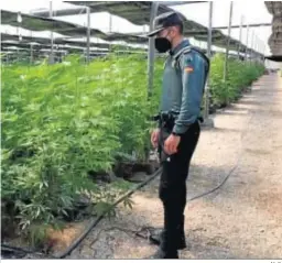  ?? M. G. ?? Un agente de la Guardia Civil inspeccion­a las plantas incautadas en Almería.