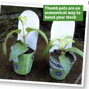  ??  ?? Thumb pots are an economical way to boost your stock