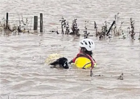  ?? ?? SAVIOUR: Paul Morgan in action, swimming one of the sheep to safety during the rescue on Friday.