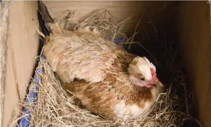  ?? Photograph: Edd Westmacott./Alamy ?? A broody bantam chicken sitting on eggs … hens without fertilised eggs to incubate will replicate the process with unfertilis­ed eggs or no eggs at all.