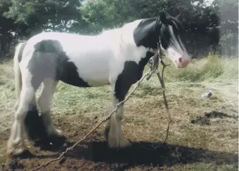  ??  ?? Milo was tethered by a rope and chain, which became embedded in his skin, causing a large wound.