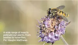  ??  ?? A wide range of insects pollinate our plants, from beetles to hoverflies. Pic: Vaughn Matthews