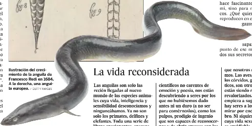 El Animal Mas Misterioso Pressreader