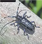  ?? EXTENSION JOE BOGGS/OSU ?? Asian longhorned beetle