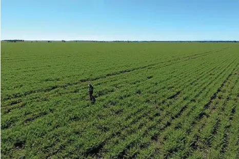  ?? PHOTO: LIZZY WUNSCH ?? CHICK IT OUT: A farmer inspects his chickpea crop at Warra before the recent rain.