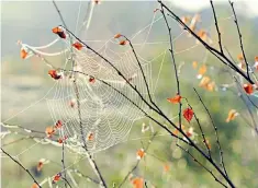  ??  ?? Arachnid artistry: a spider’s web catches the light on an autumn tree in Yorkshire