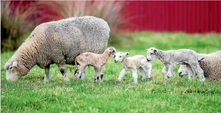  ?? PHOTO: MURRAY WILSON/FAIRFAX NZ ?? New lambs on Manawatu’s flat country. Farmers are hoping for a warm, dry spring for main lambing.