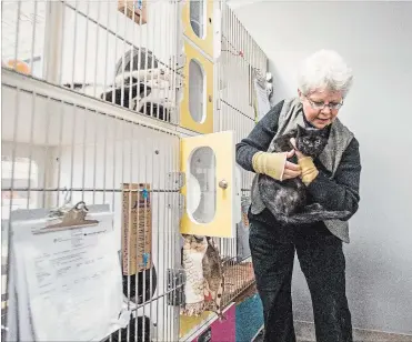  ?? BOB TYMCZYSZYN THE ST. CATHARINES STANDARD ?? Brenda Nash, a volunteer at Lincoln County Humane Society, works to socialize difficult cats with behavioura­l problems.