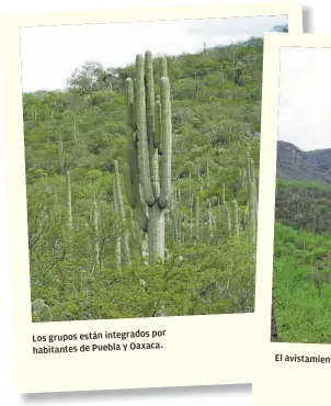  ??  ?? por Los grupos están integrados habitantes de Puebla y Oaxaca.