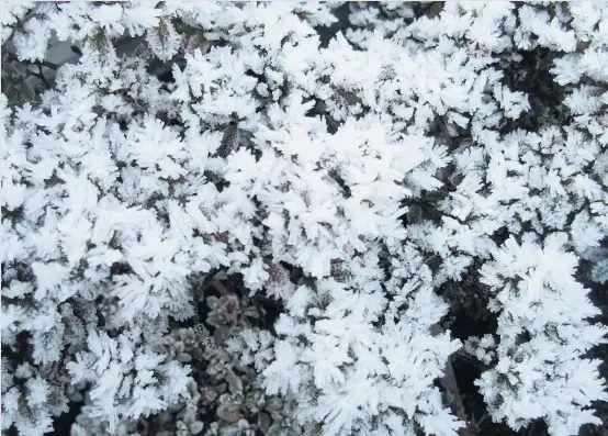  ??  ?? Crystal tips Reformer reader Edward Cais, of Cambuslang, sent in this seasonal snap of frost crystals taken during last weekend’s cold weather