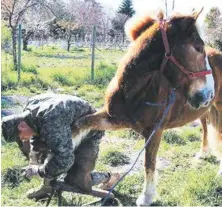  ??  ?? LA ATENCIÓN COMUNITARI­A también contempló acciones veterinari­as y de mantenimie­nto de animales