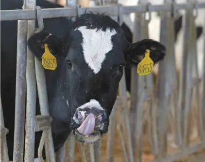  ?? MICHAEL CONROY ASSOCIATED PRESS ?? Les difficiles discussion­s sur les produits laitiers et le mécanisme de règlement des différends occupaient la scène jeudi, la veille d’une journée butoir pour la conclusion d’un accord commercial tripartie.