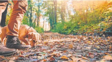  ?? // ABC ?? Los viajeros buscan destinos más sostenible­s y en contacto con la naturaleza