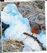  ?? ?? Danger: Robin risks contaminat­ion as he perches above rotting nappies