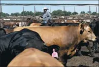  ?? BLOOMBERG ?? An employee rides a horse through a beef cattle pen during twicedaily health and safety inspection­s at the Texana Feeders feedlot in Floresvill­e, Texas, US.