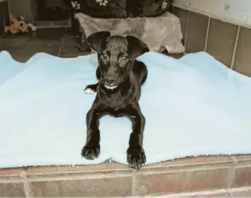  ?? Foto: Sabina Gaßner/Tierheim Augsburg ?? Das ist Bruno. Anfang Dezember wurde der Hund im Internet erstanden. Doch er war der Familie zu laut. Er wurde im Tierheim ab‰ gegeben.